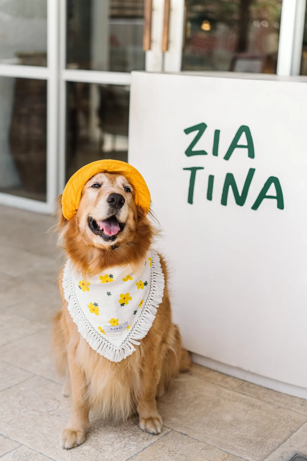 Golden retriever in a bandana at the entrance, since dogs are welcome at dinner